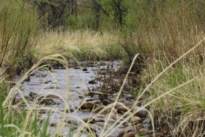 s2o habitat restoration riparian in-stream